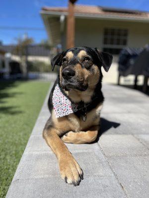 Miles after his grooming