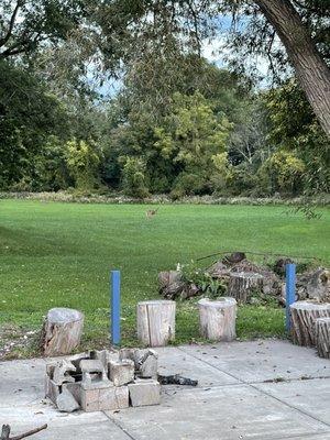 View from patio includes lots of wildlife...we saw deer, rabbits, Canada geese, etc.