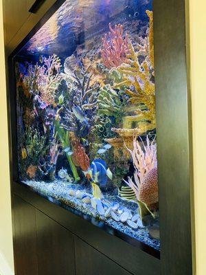 Side view of a in the wall 500 gallon glass Aquarium all computer controlled