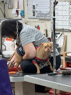 Nail trim for Mr. Noodles