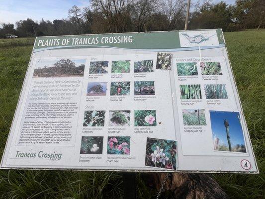 Information of Plants of Trancas Crossing