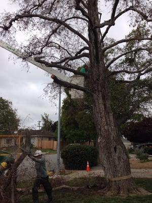 Dead alder removal