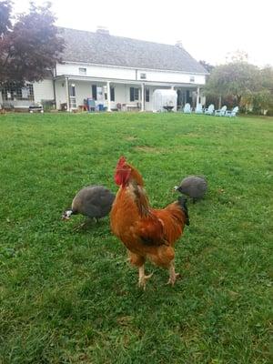 Elvis the Rooster - a force to be reckoned with!