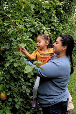 Apple Picking with the whole family at Swans Trail Farms!