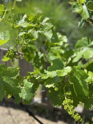 Grapes in the making.