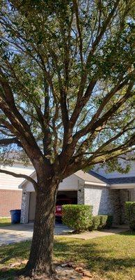 Tree trimming