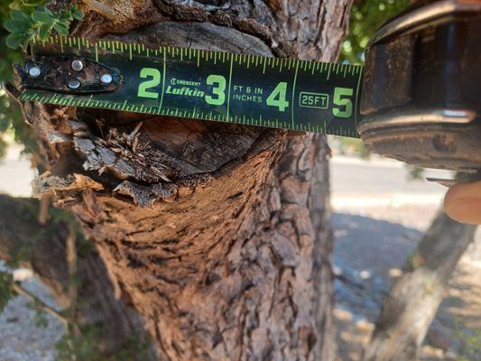 Tree limb 4-inch diameter