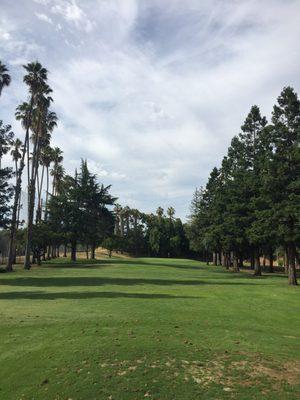 Palm trees and pines planted together for an urban oasis feel.