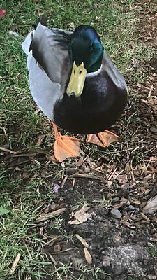 Ducks are looking and smiling at the camera