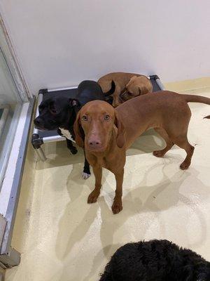 9 month old vizsla