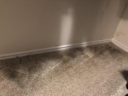 Carpet wet, and bleeding into or from the wall