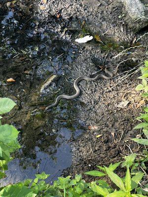 Snake spotted in the pond