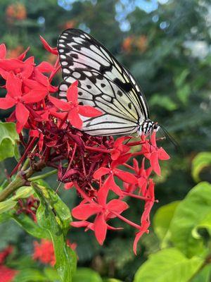 Butterfly garden