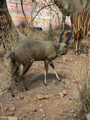 Taxidermy exhibits