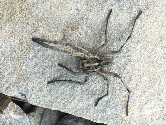 Huge wolf spider