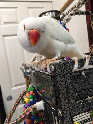 My bird Loki