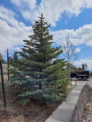 Heidrich's Colorado Tree Farm Nursery