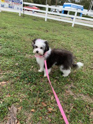 Eevee-Aussiedoodle