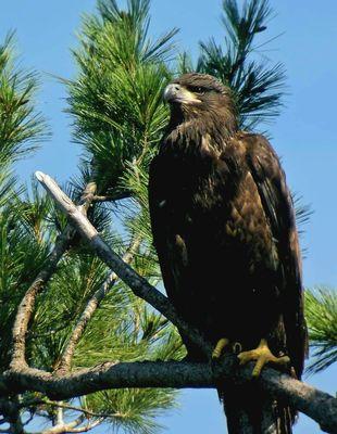 Baby eaglet, named 'Yeats' by the locals - 7/7/2024