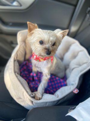 Sadie Baby after her grooming at Annadale!