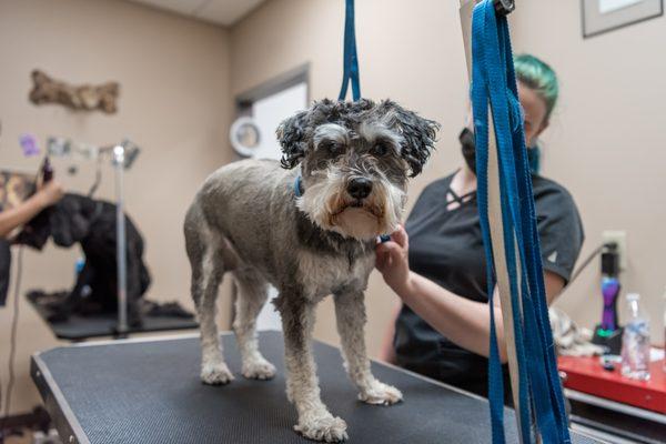 Grooming friend with Groomer Tara