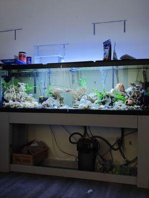 African cichlid tank