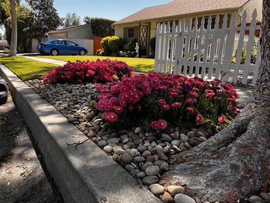 The ice plant that once lined the beaches here in Ventura along the  city sidewalk under the tree Jose Abel Cancino trimmed.