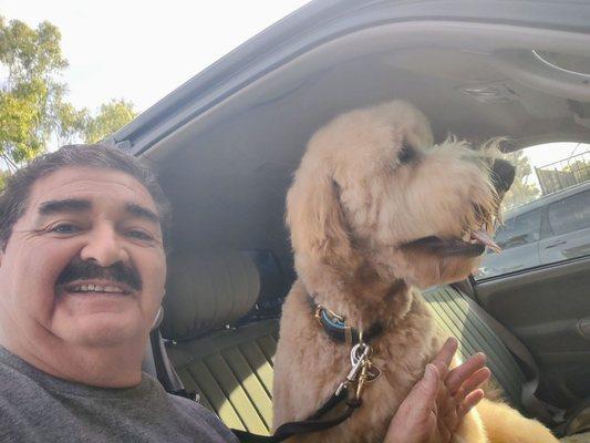 Happy dad and Denver cruising from the best Goldendoodle groomer in all of California, Gia!