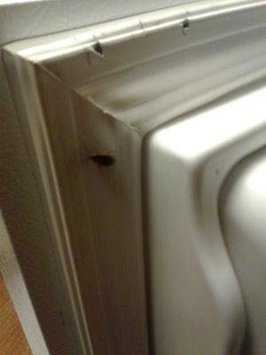 Roach coming from inside refrigerator at Ping Yuen Apts