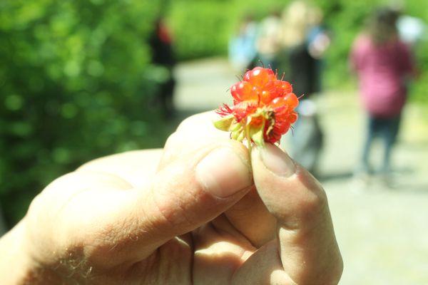 Sampling a local Salmon berry...or two!