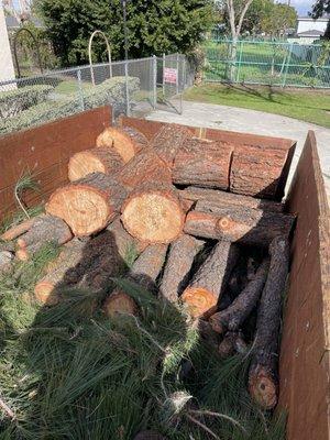 Tree removed from our backyard