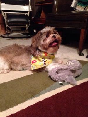 My baby is so happy after his experience at Dr. Morris' clinic! Snags got his shots all updated and got the cutest bandana!