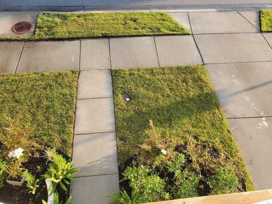 Front lawn 3 days after new sod installation.