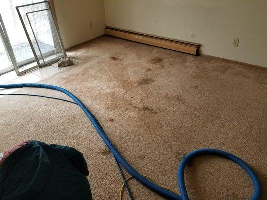 Carpet before steam cleaning