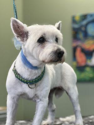 West highland terrier