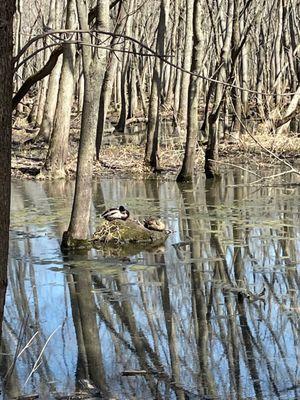 Water views from off trail wooded area