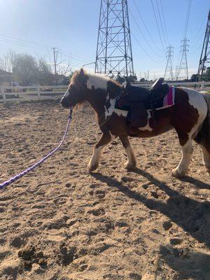 New saddle on my horse.