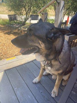 Our doggie on the patio.