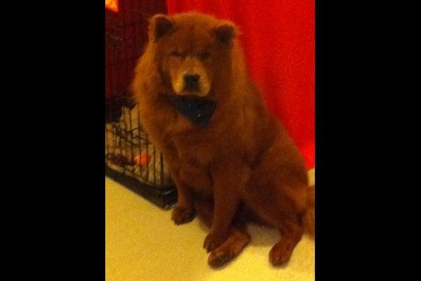 Our Chow chow after getting groomed! Great job guys!