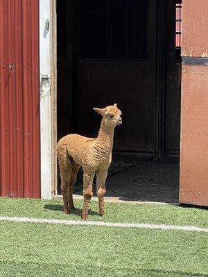 Baby Alpaca