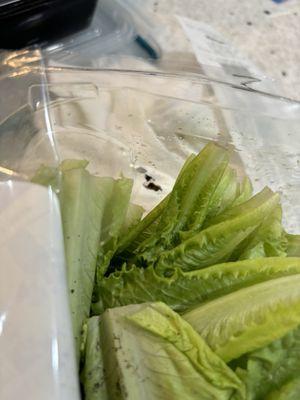 Garden of Life Green leaf 3x washed lettuce was full of dirt chunks. I've called  and emailed twice with no response. Buyer beware!