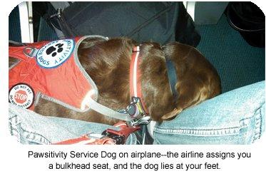 Pawsitivity Service Dog on an airplane.