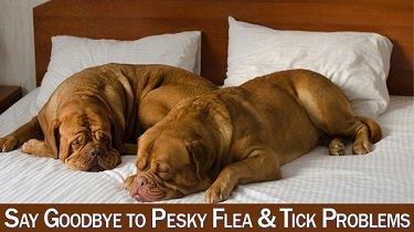 Houston Flea and Tick Treatments