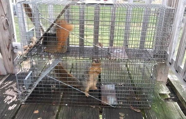 Fox Squirrels