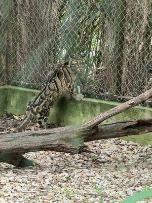 Clouded Leopard