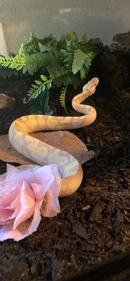 Banana Pastel Vanilla Ball Python