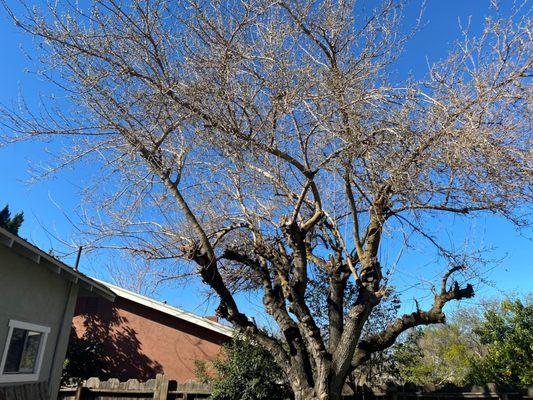 Mulberry Tree