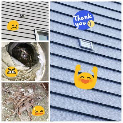 Birds ripped bathroom vent louver door. Installed new door and removed nesting material.