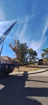 Eucalyptus tree - hazardous limb removal with crane.