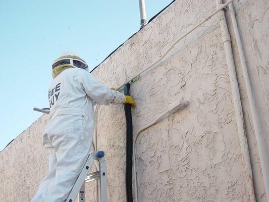 Bee removal Commercial Building